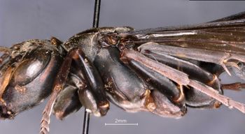 Media type: image;   Entomology 33133 Aspect: thorax lateral